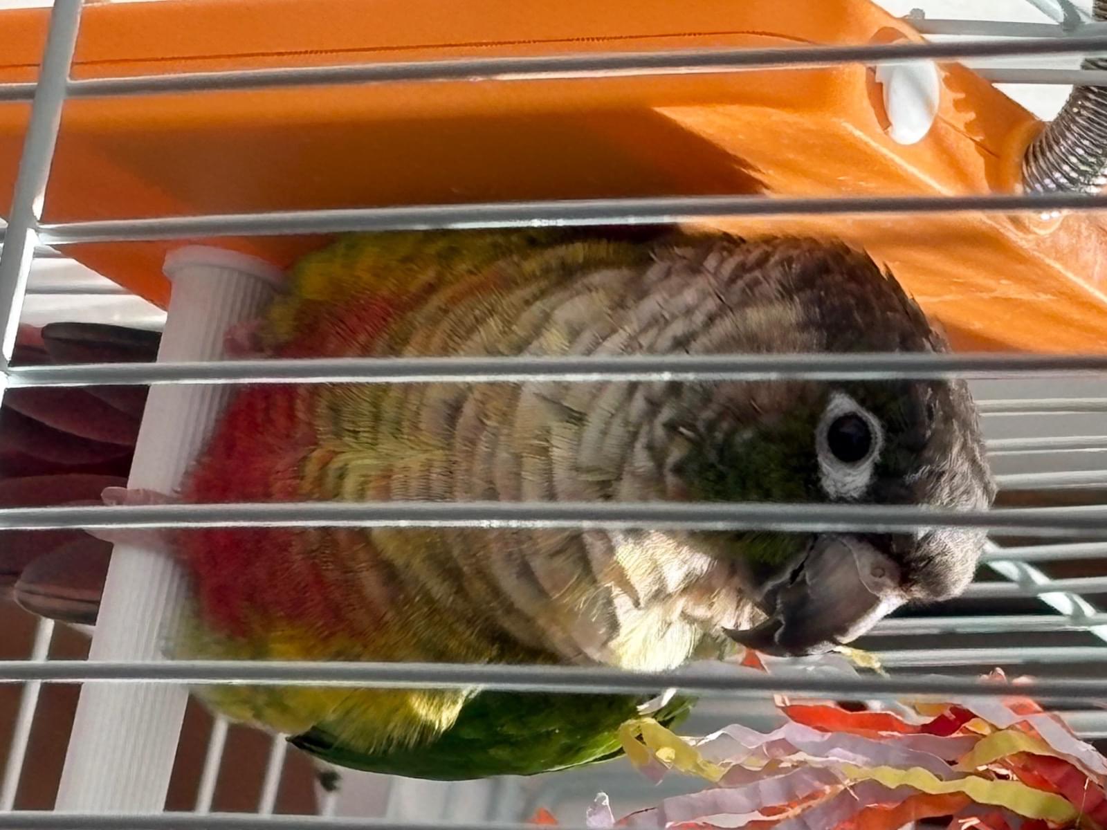 ウロちゃん ウロちゃん