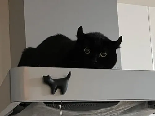 猫探し:コウモリような耳