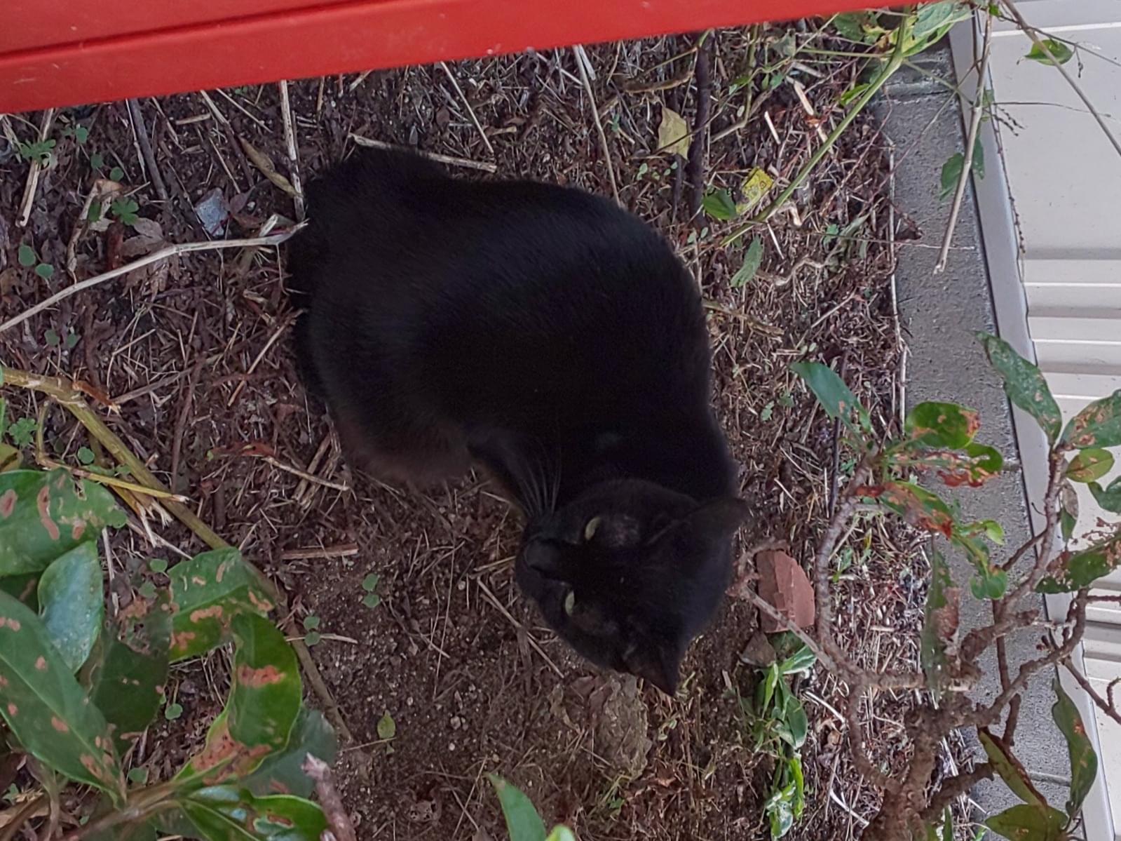 目撃された猫 目撃された猫