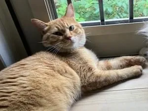 茶トラ 茶トラ♂一歳緑の首輪あり