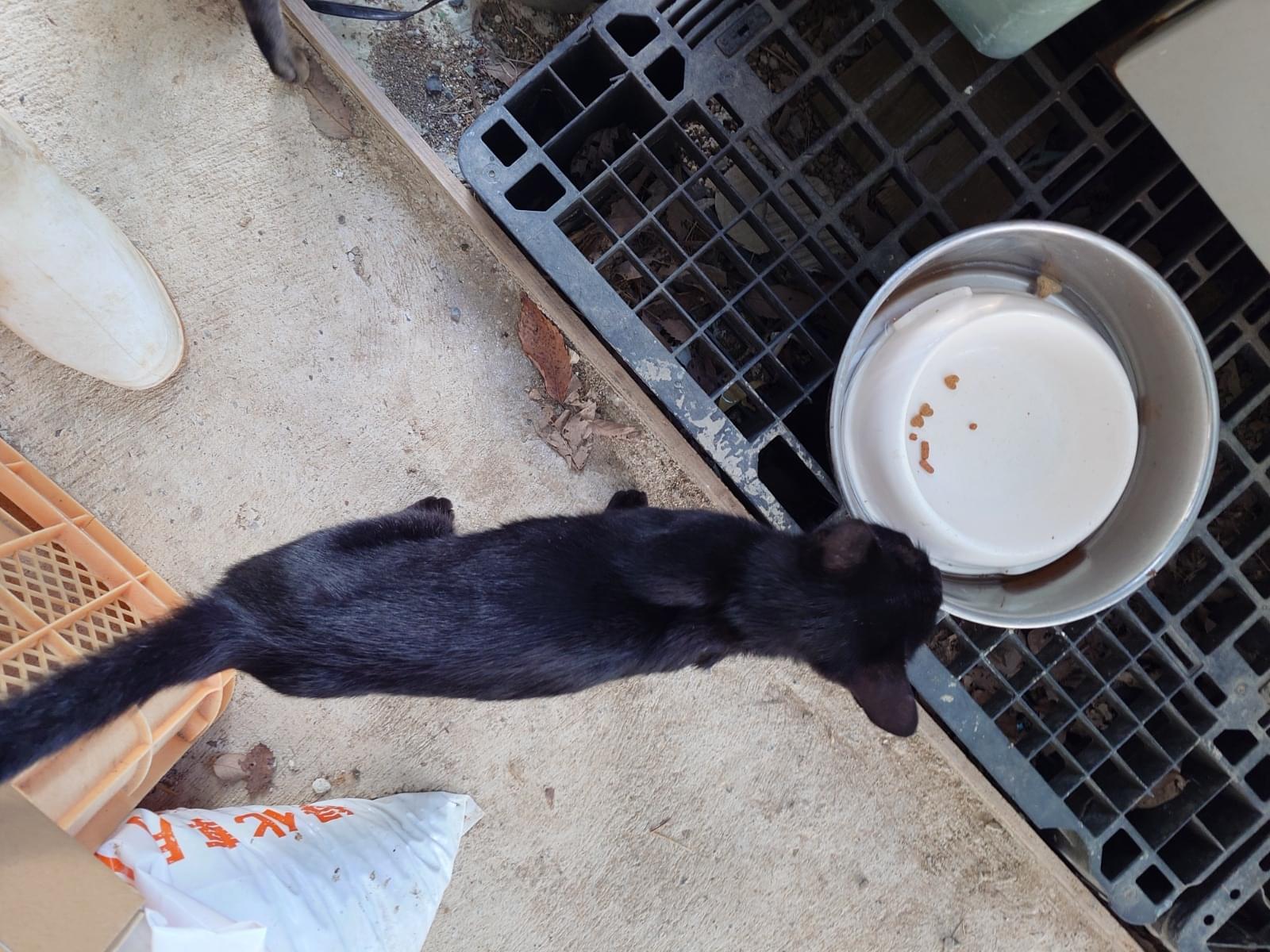 目撃された猫 目撃された猫
