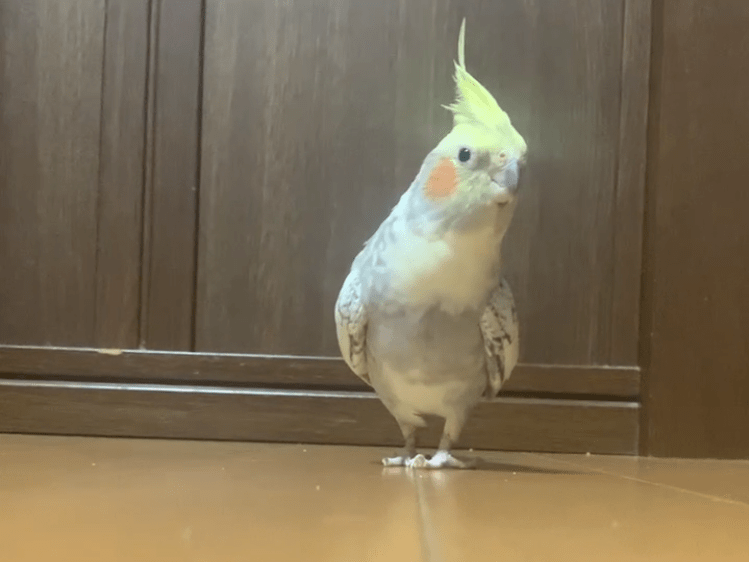 メイちゃん メイちゃん