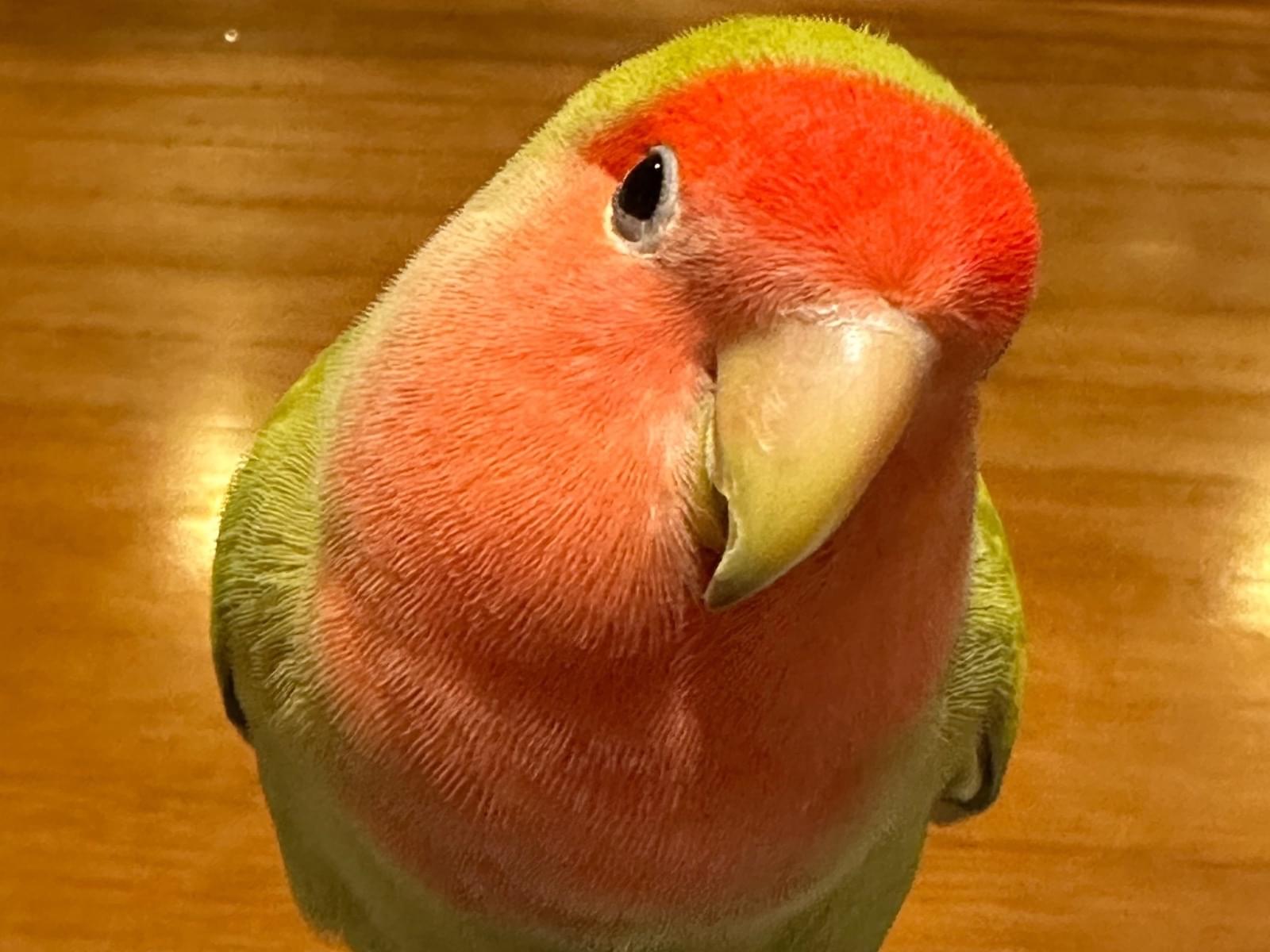 さくらちゃん さくらちゃん
