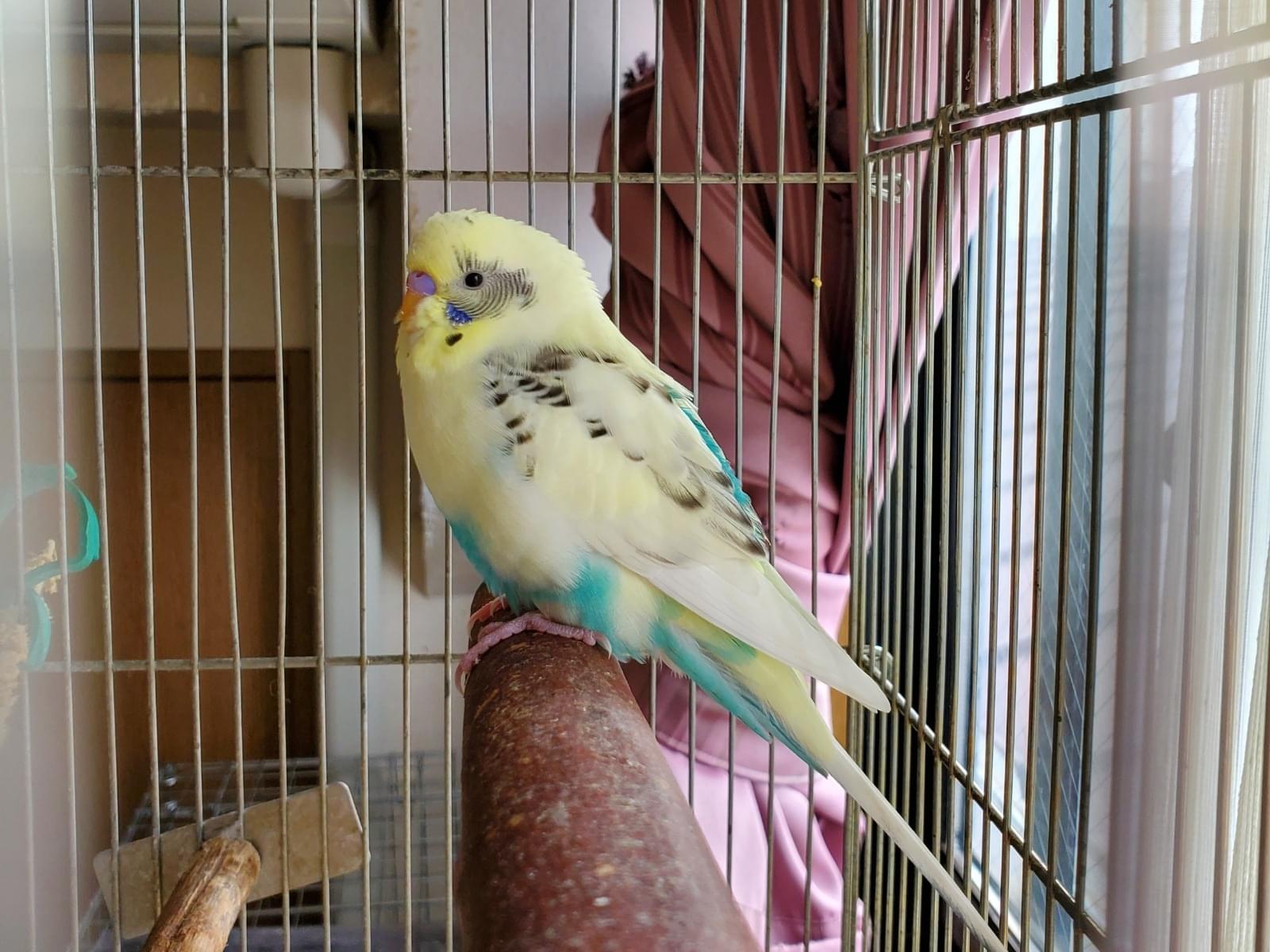 保護された鳥 保護された鳥