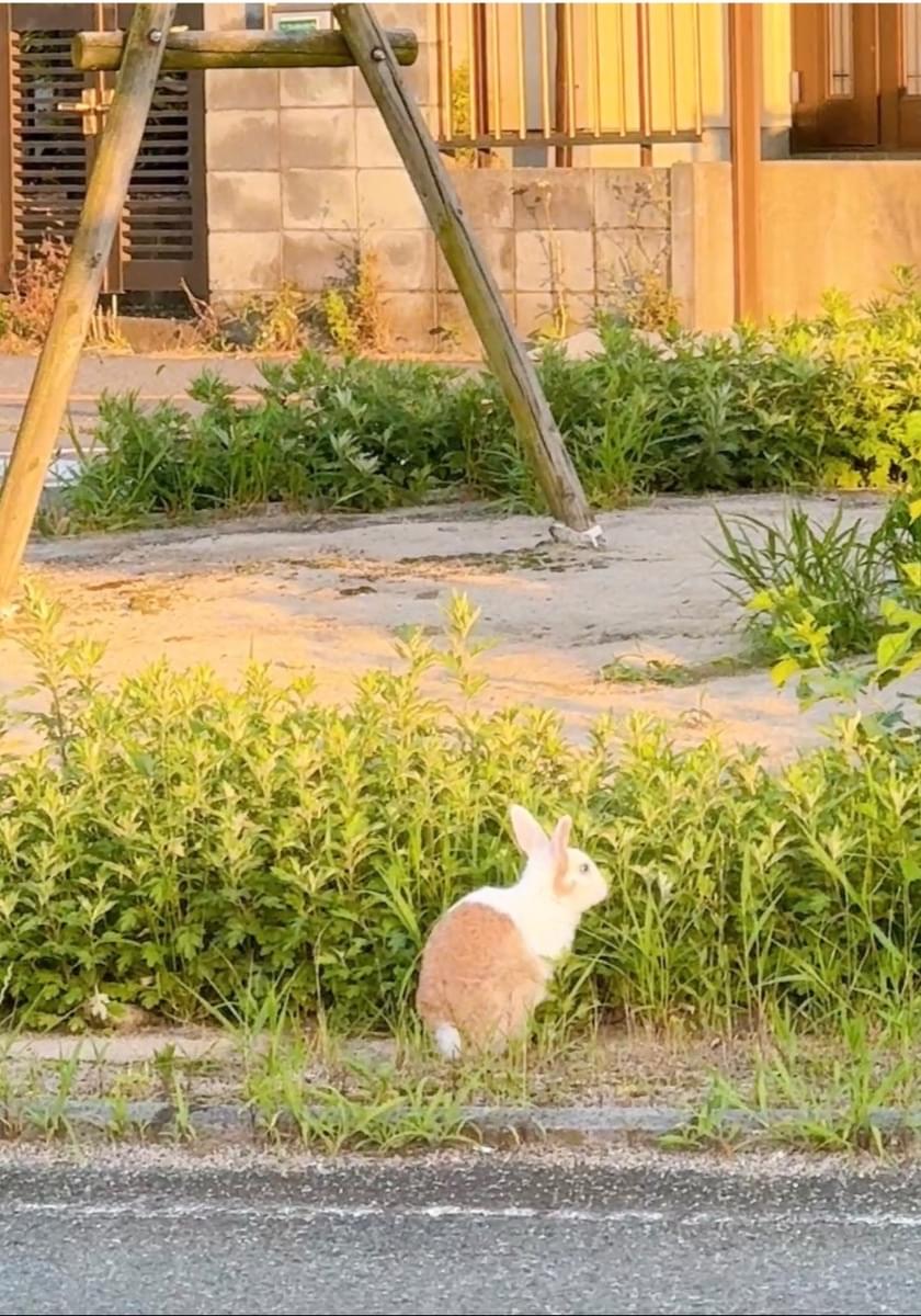 ウサギを見かけました