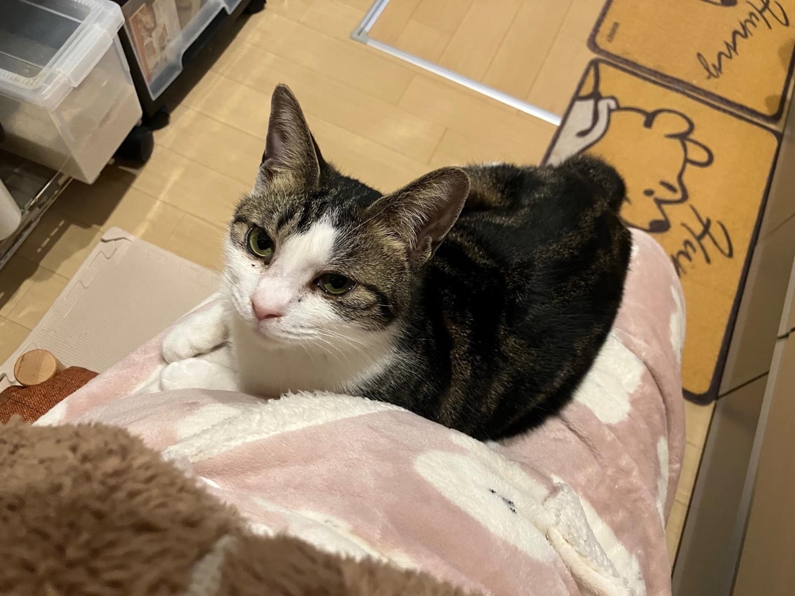 ももちゃん ももちゃん