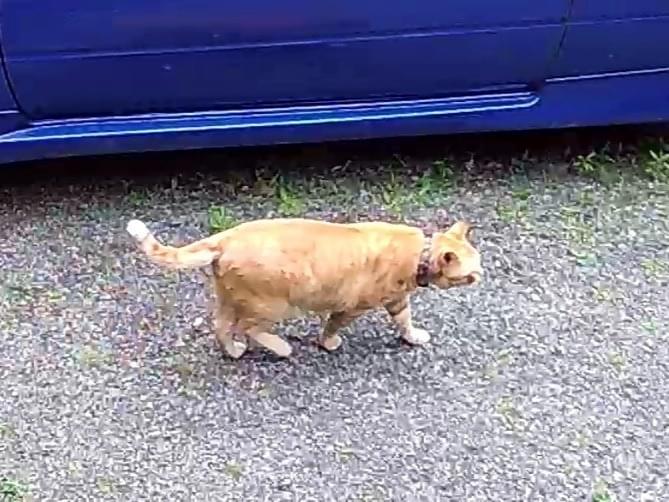 目撃された猫 目撃された猫