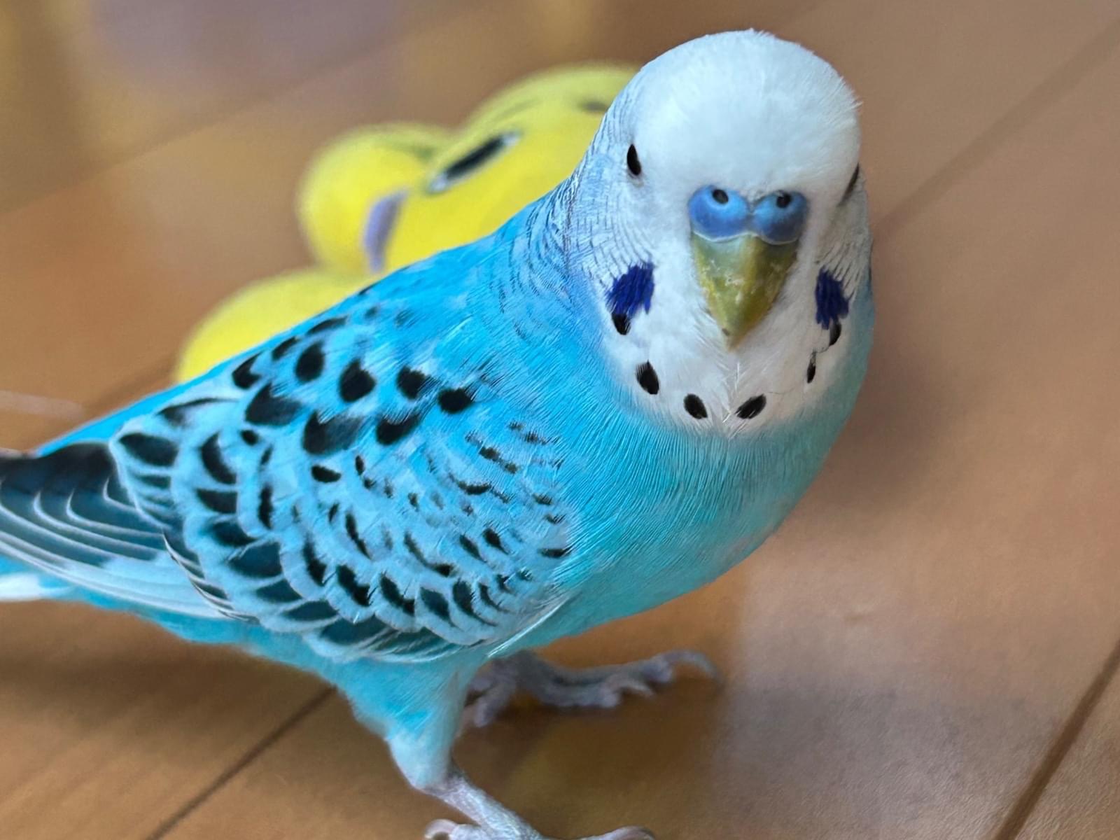 ポメちゃん