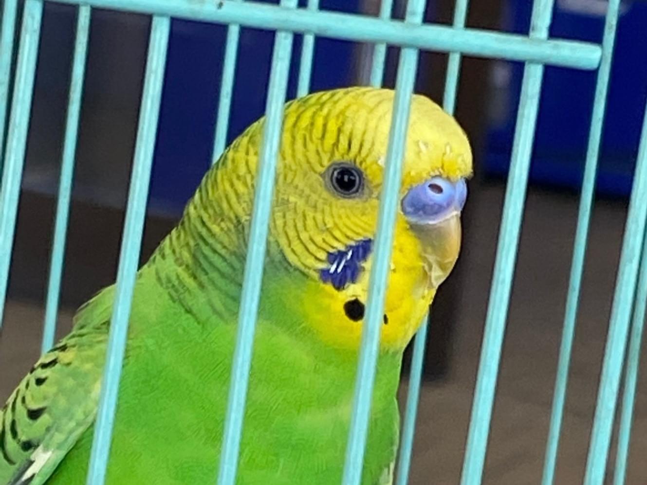 保護された鳥 保護された鳥