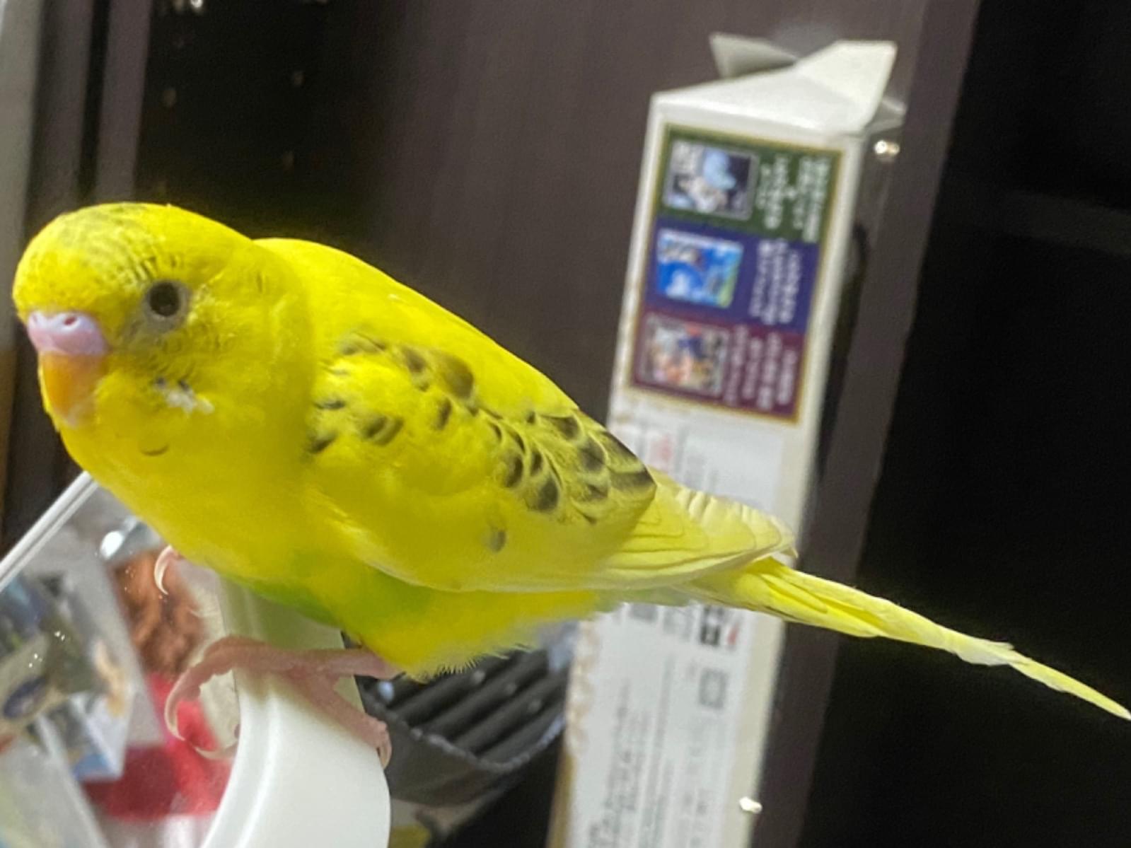 保護された鳥 保護された鳥