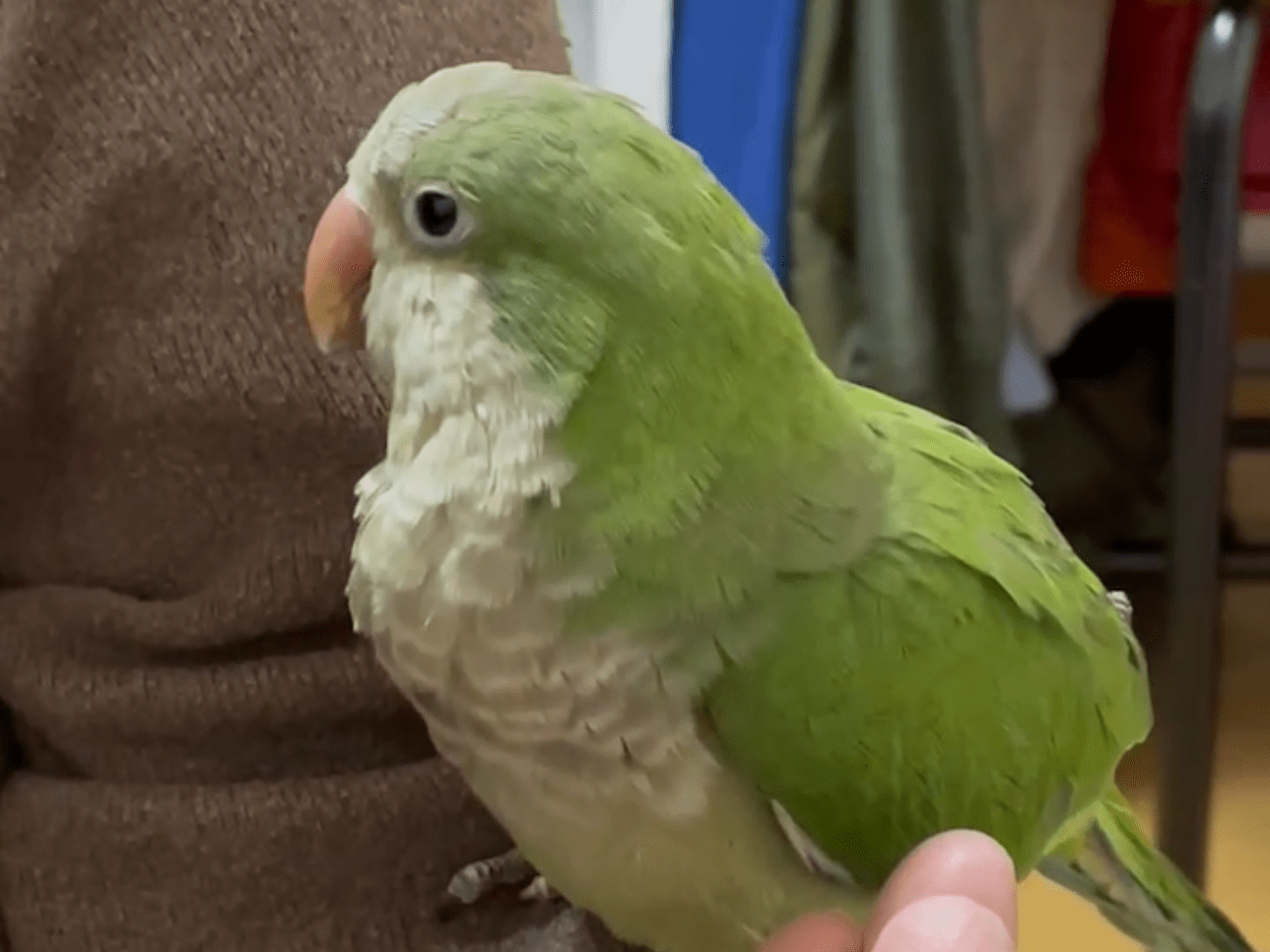 そらちゃん そらちゃん