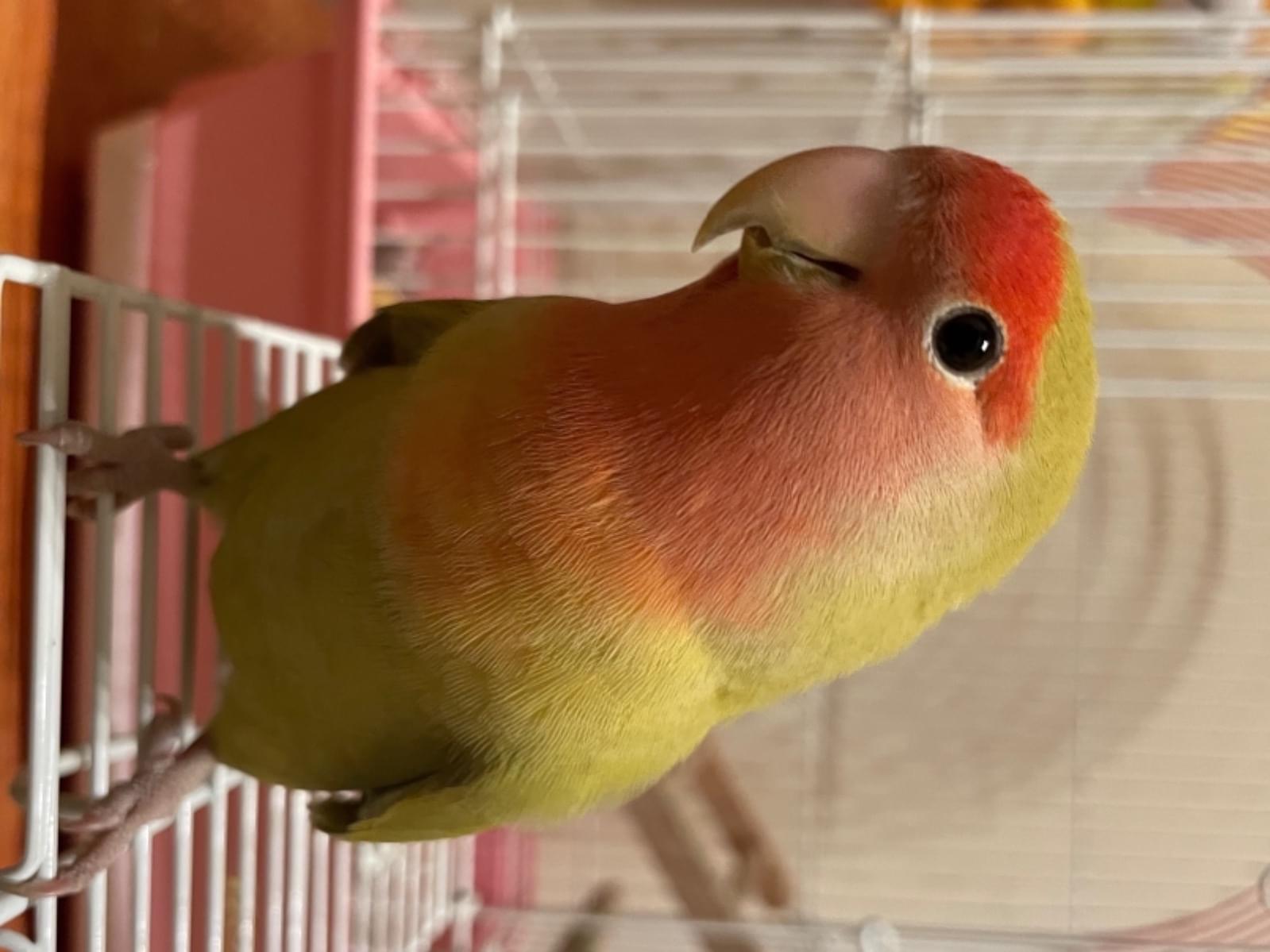 まろちゃん まろちゃん