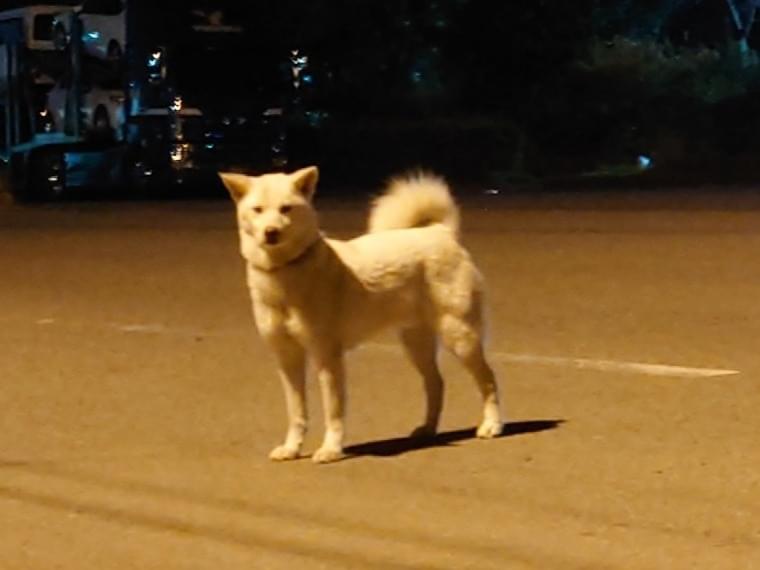 目撃された犬 目撃された犬
