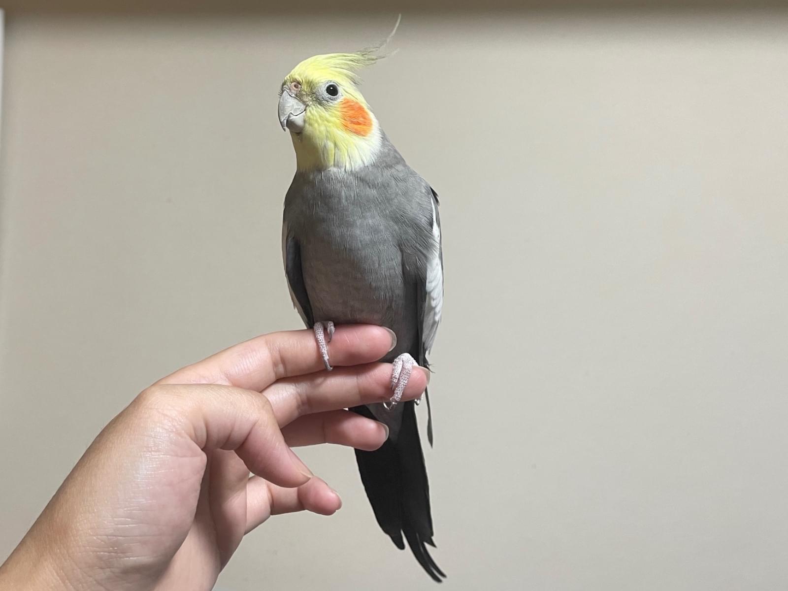 オレオちゃん オレオちゃん
