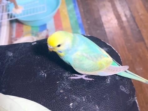 ふうちゃん ふうちゃん