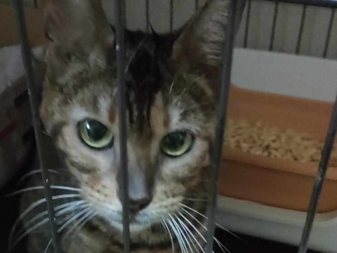 保護された猫 保護された猫