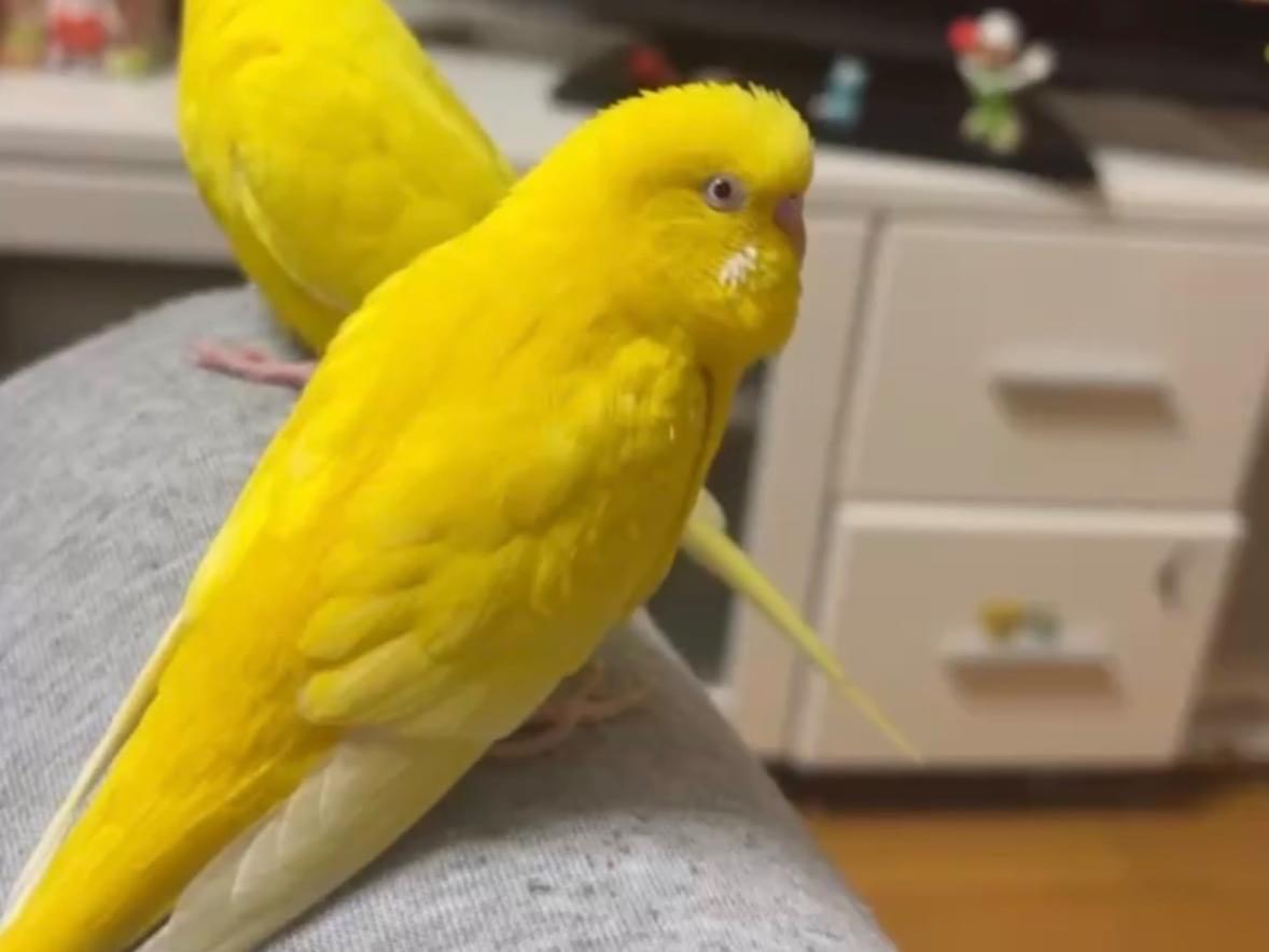 しおちゃん