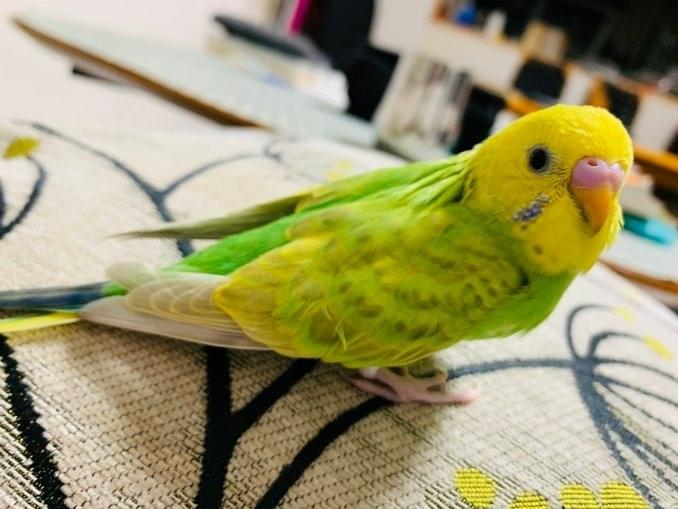 クーちゃん クーちゃん