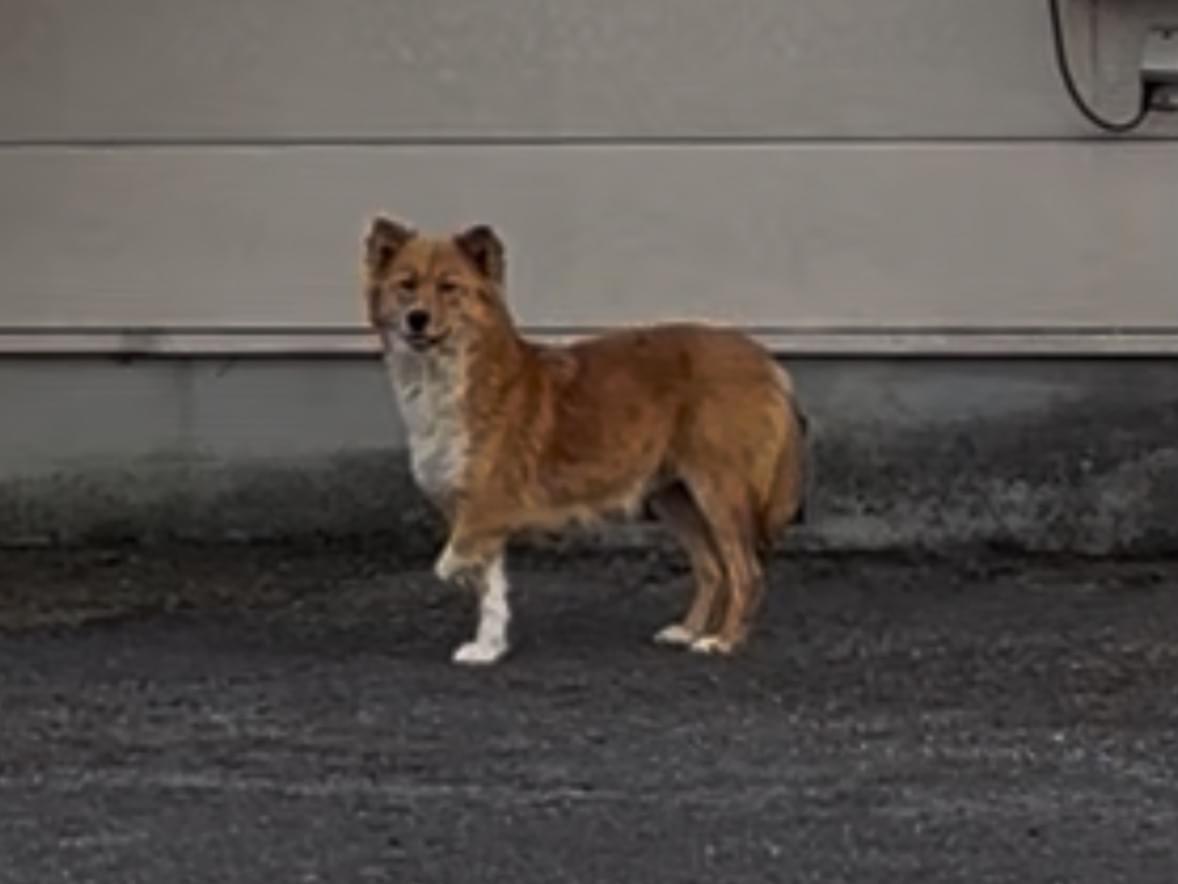 目撃された犬 目撃された犬