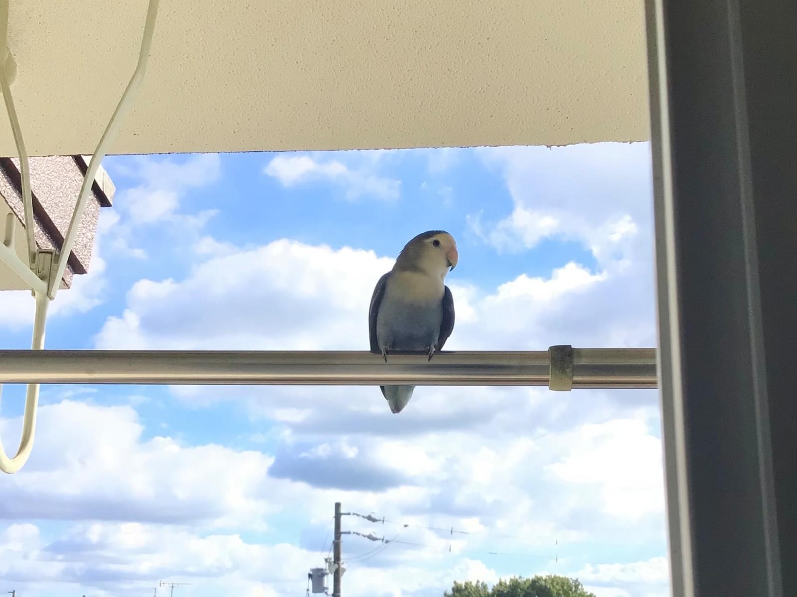 目撃された鳥 目撃された鳥