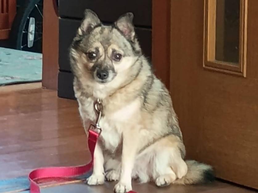 保護された犬 保護された犬