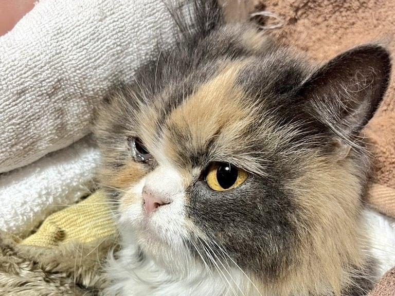 保護された猫 保護された猫