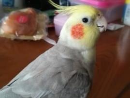 チュンちゃん チュンちゃん