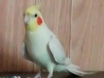 チーちゃん チーちゃん