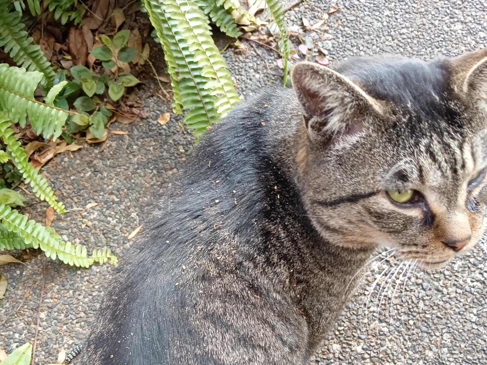 目撃された猫 目撃された猫