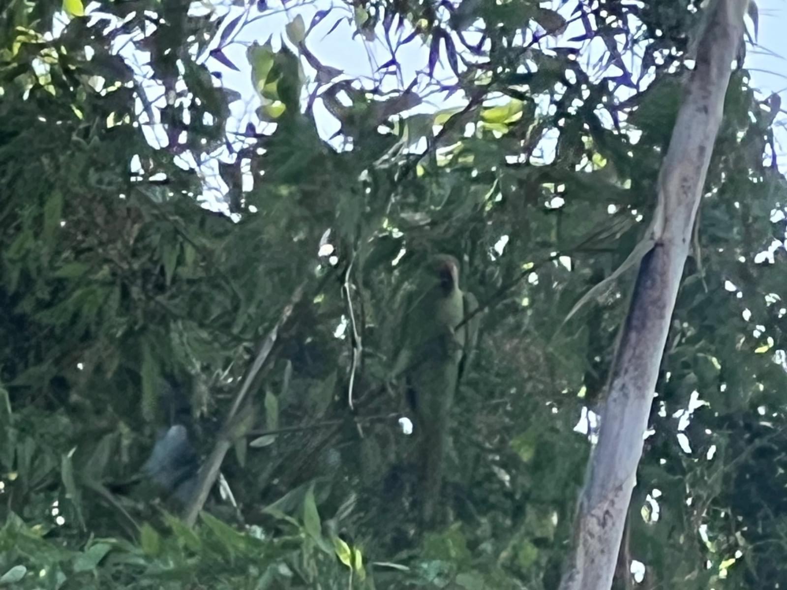 目撃された鳥 目撃された鳥