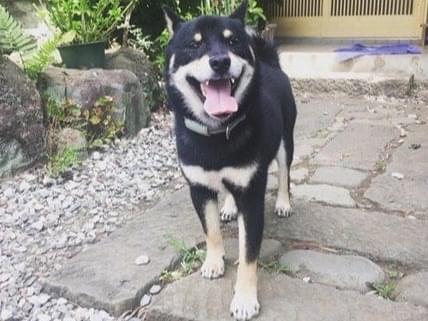 らんまるちゃん らんまるちゃん