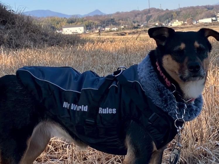 モカちゃん モカちゃん