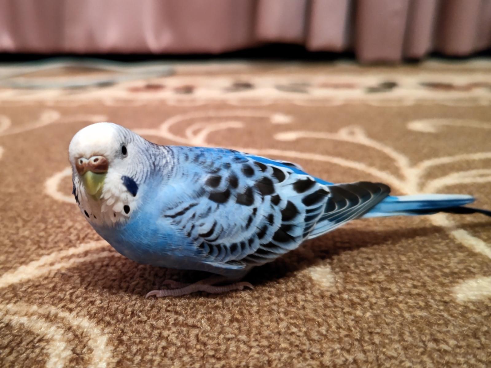 ハッピーちゃん ハッピーちゃん