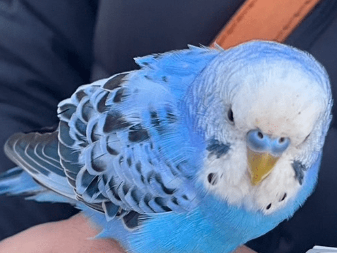 保護された鳥 保護された鳥