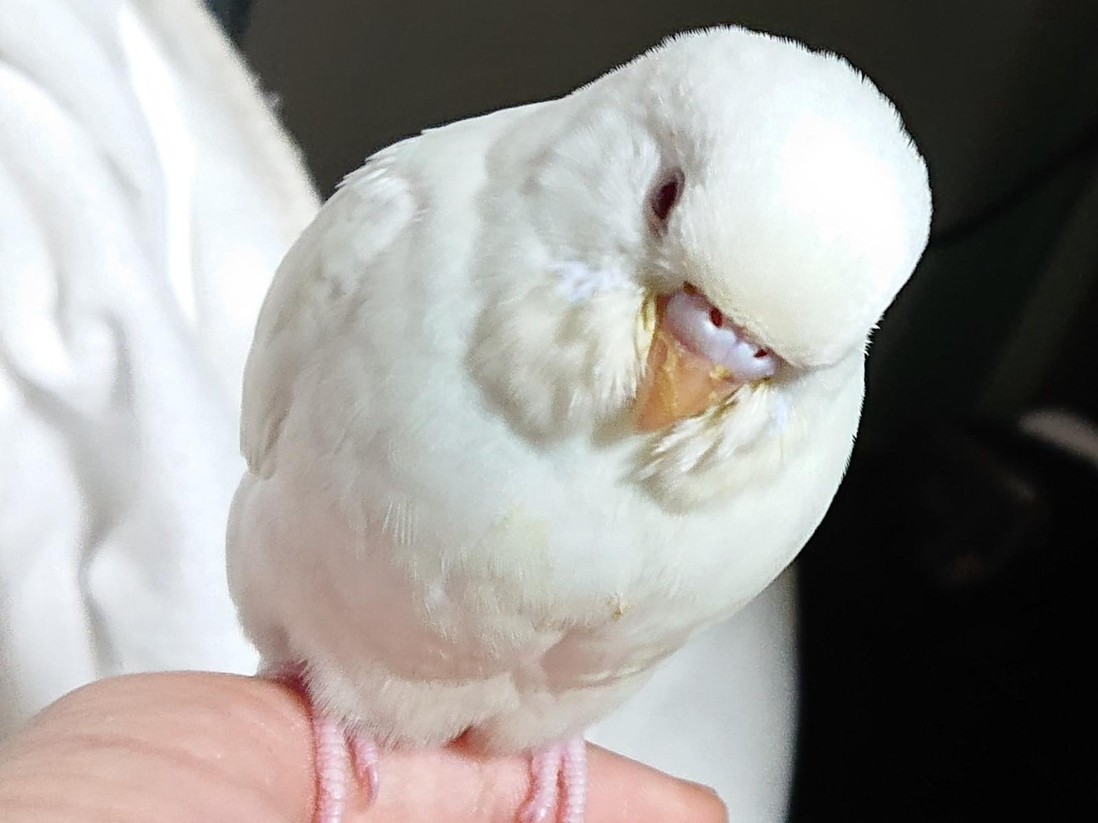 ポッポちゃん ポッポちゃん