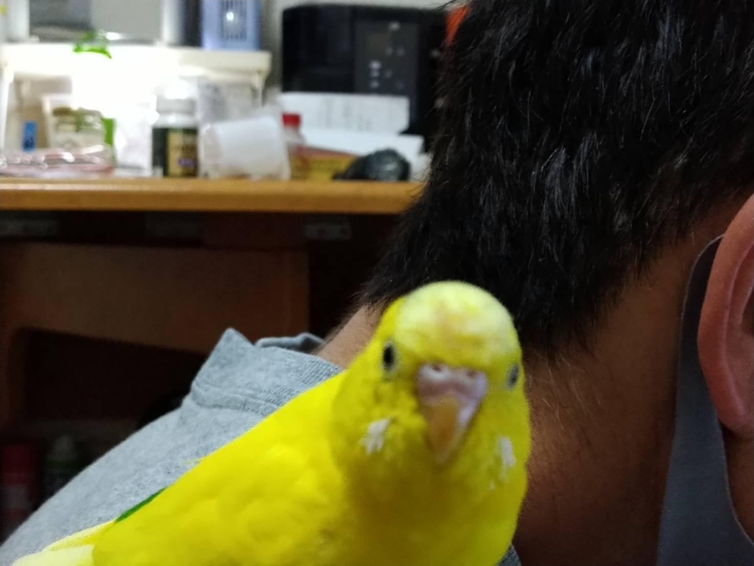 ピーちゃん ピーちゃん