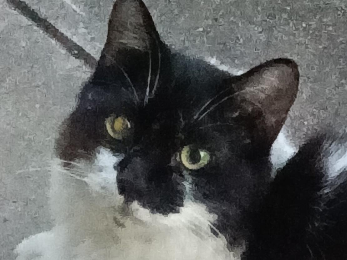 目撃された猫 目撃された猫
