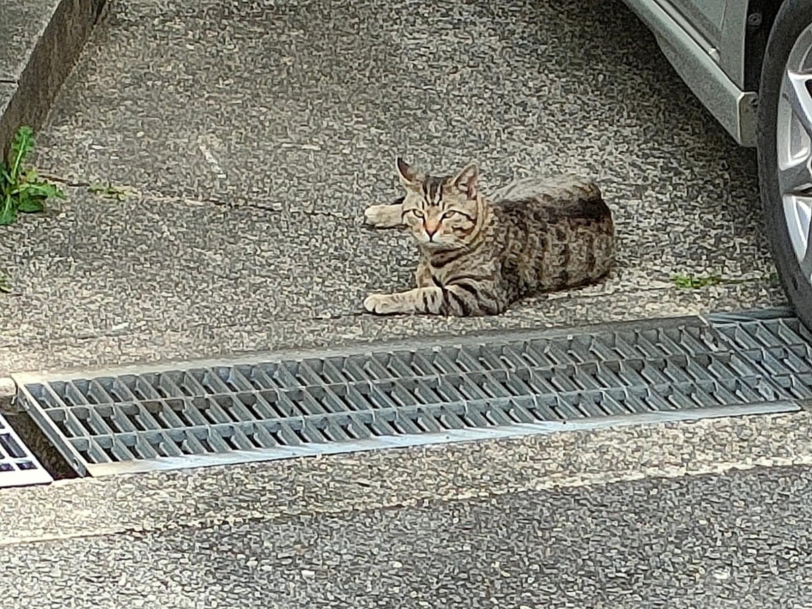 目撃された猫 目撃された猫