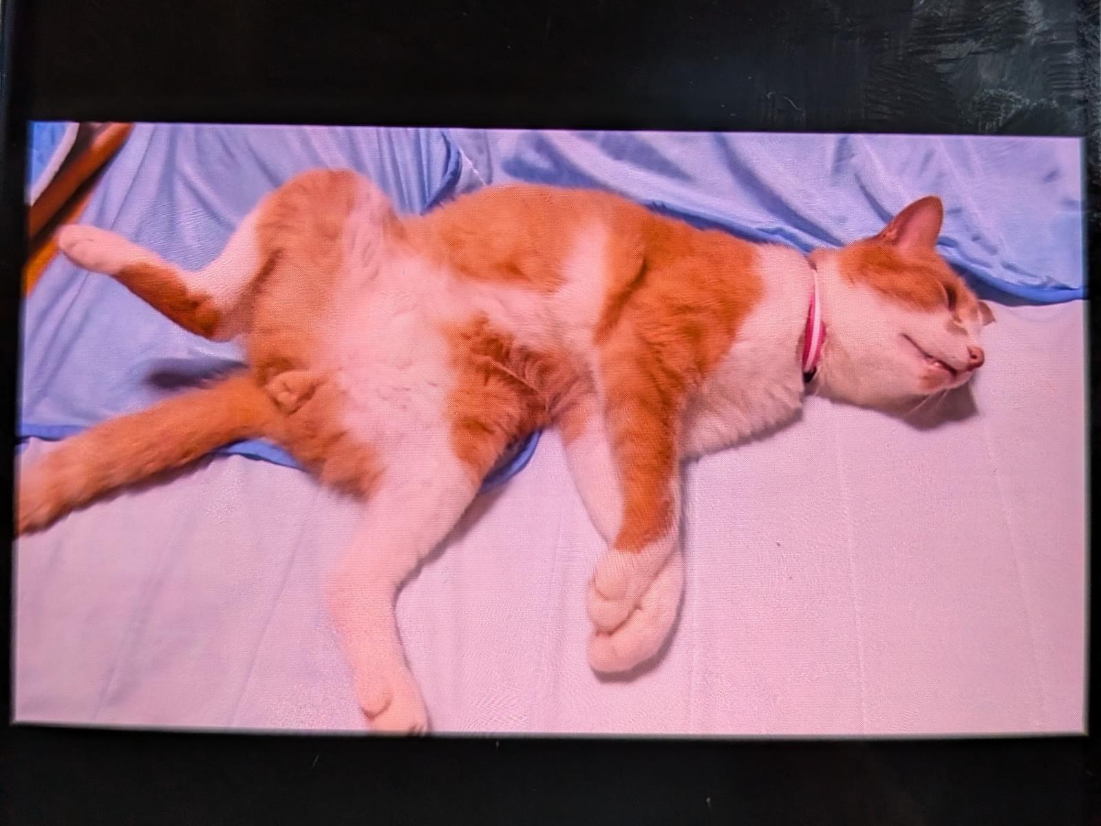 ハチちゃん ハチちゃん