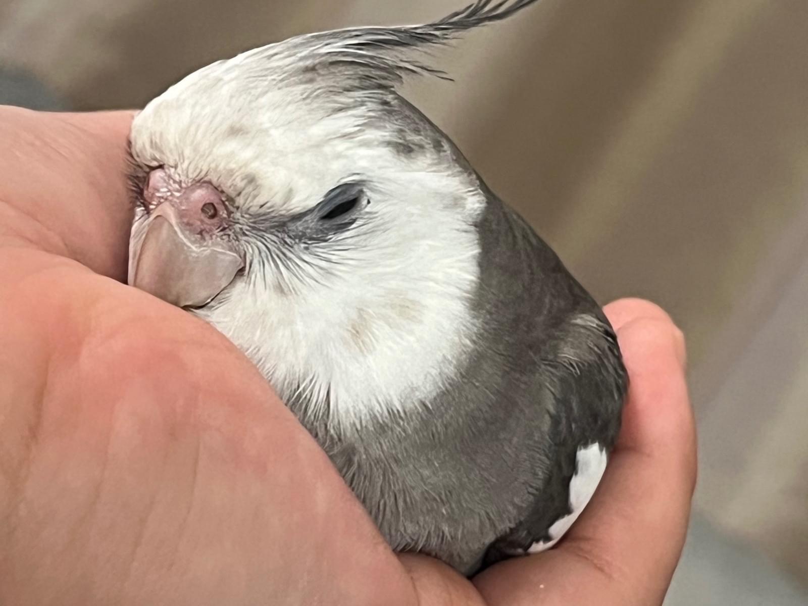 いろはちゃん いろはちゃん