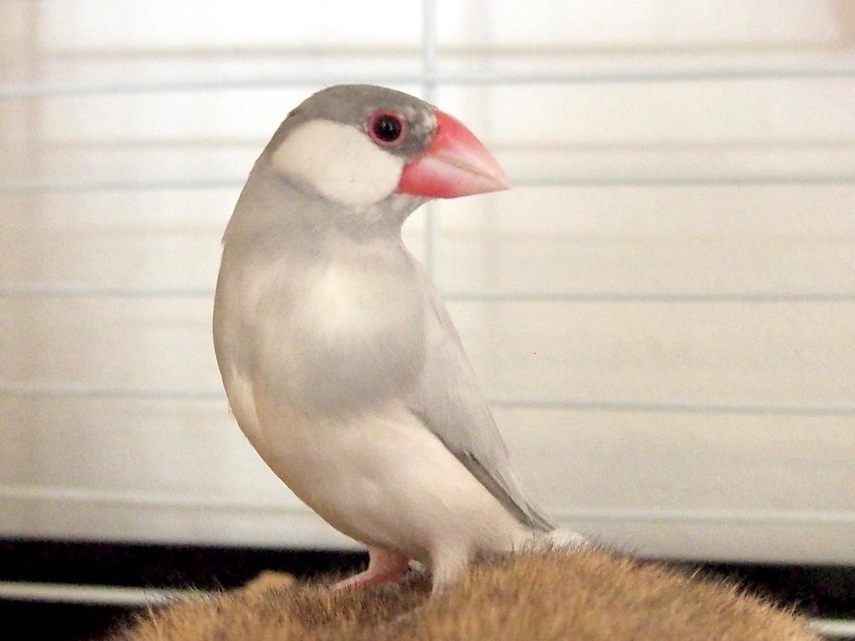 あめちゃん あめちゃん