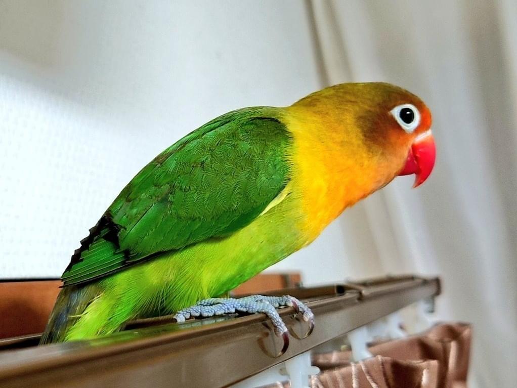 保護された鳥 保護された鳥