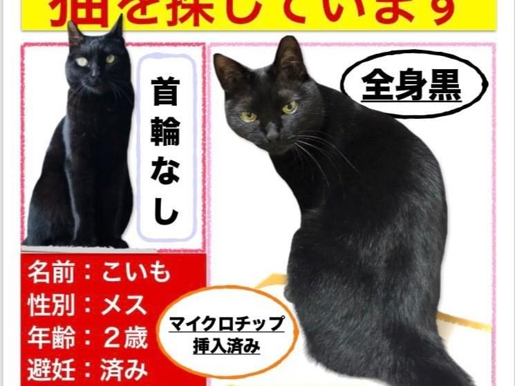 こいもちゃん こいもちゃん