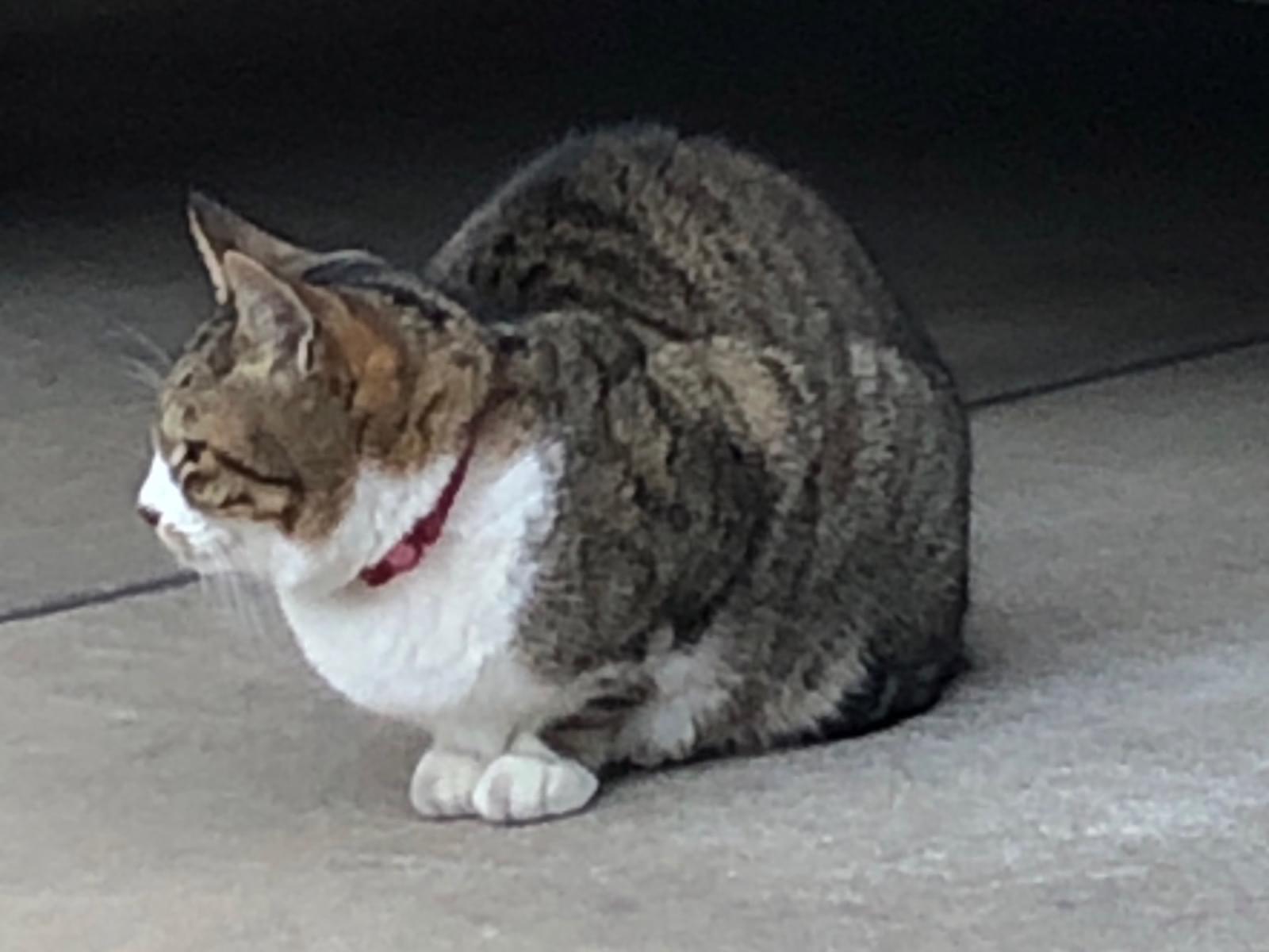 目撃された猫 目撃された猫