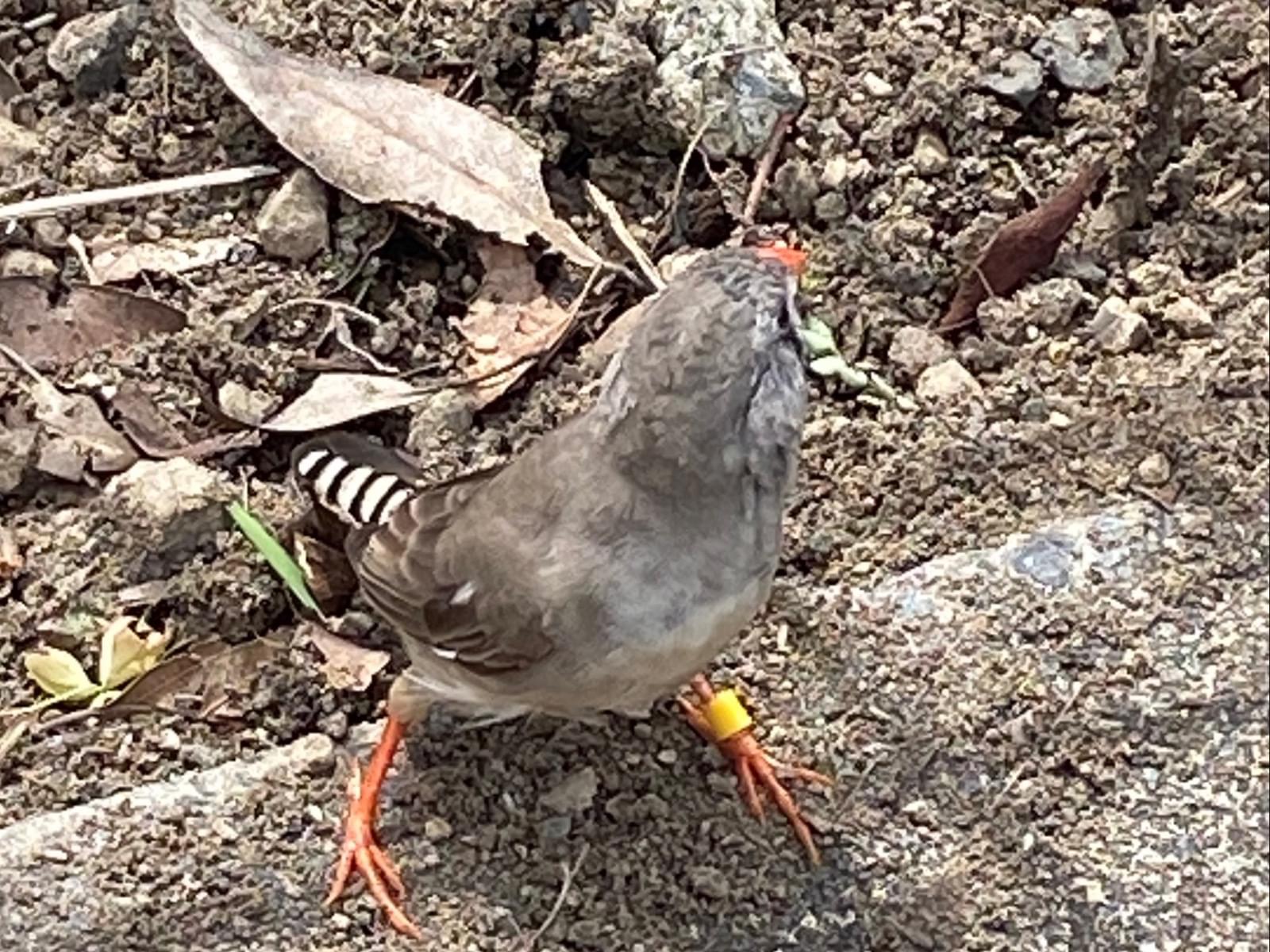 目撃された鳥 目撃された鳥