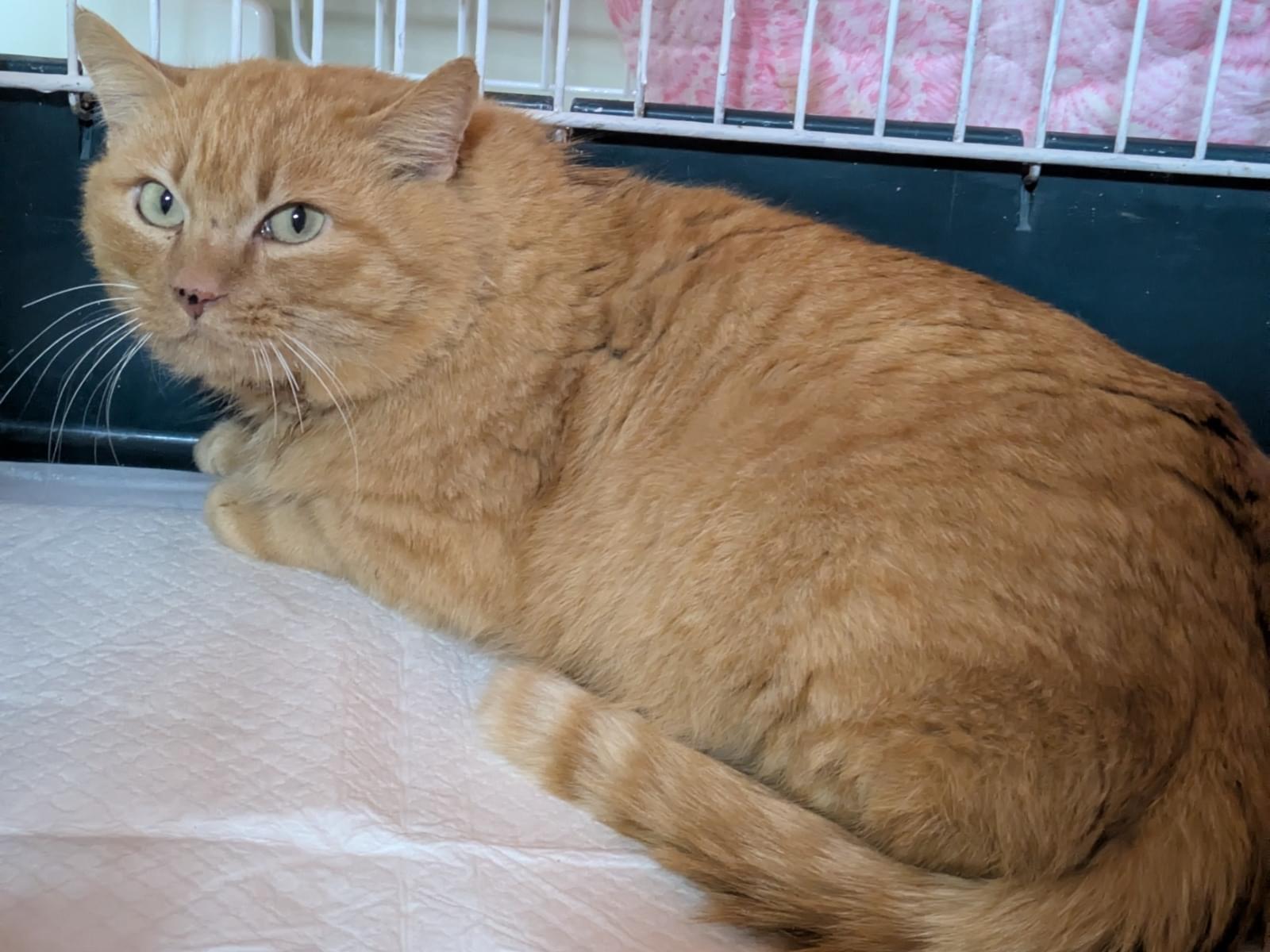 保護された猫 保護された猫