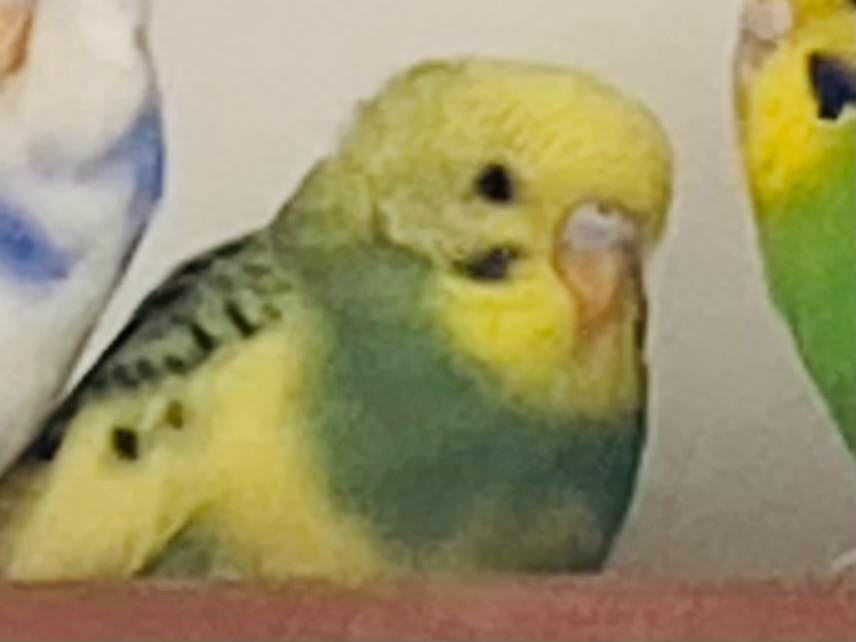 びろちゃん びろちゃん