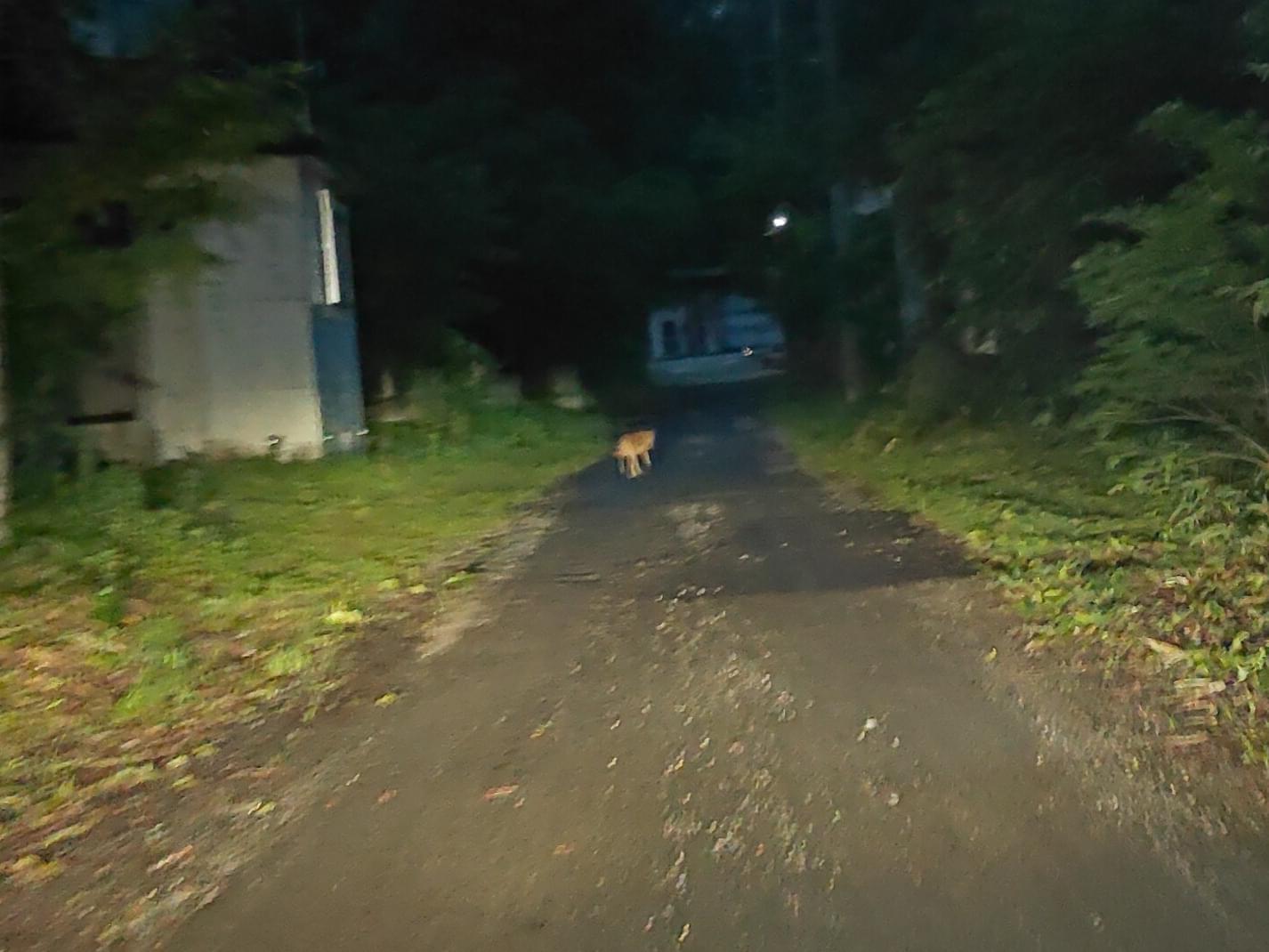 目撃された犬 目撃された犬
