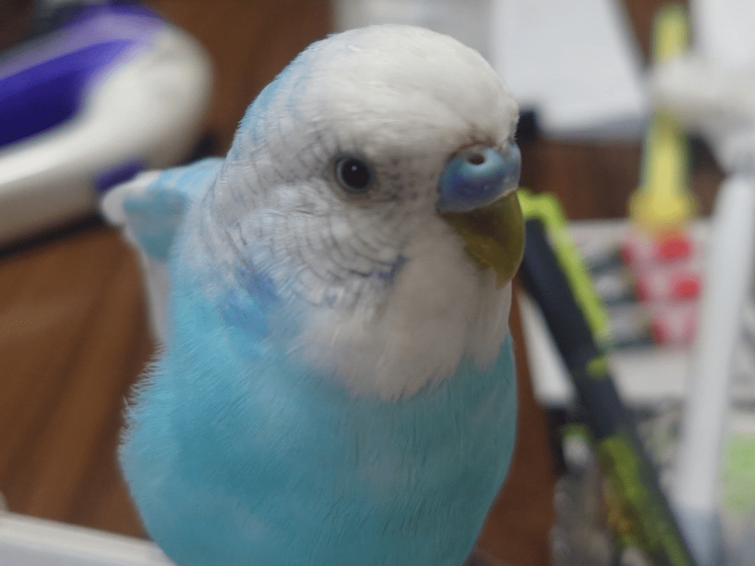 チコちゃん チコちゃん