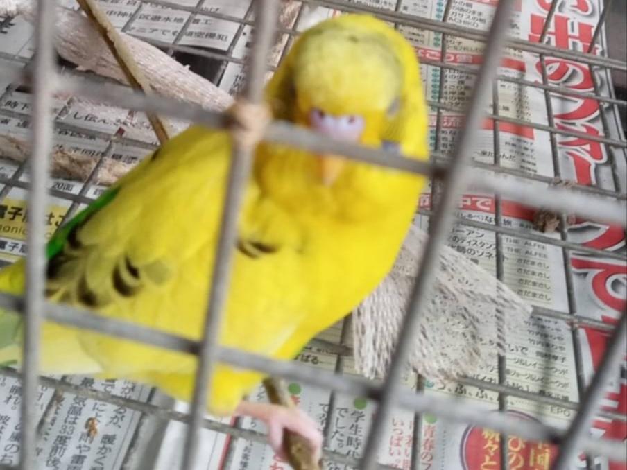 保護された鳥 保護された鳥